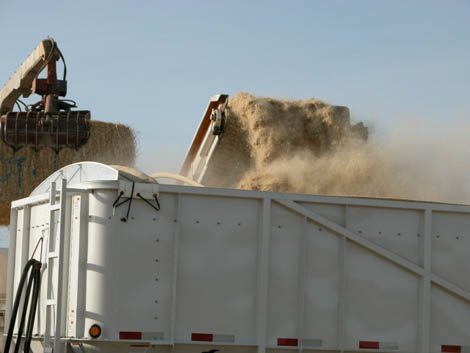 Photograph of grinder loading a dump truck with ground biomass before transportation to the next stage of use. Courtesy Idaho National Laboratory
