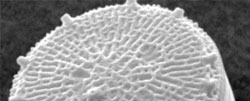 A microscopinc image of a Thalasseiosira pseudonana.