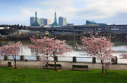 A photo of a city skyline with flowering trees in the foreground.