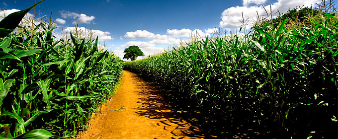 Photo of a healthy cornfield, with a dirt path cutting through the middle of it.