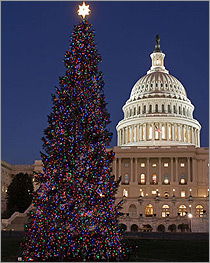 Photo of the 2006 Capitol Christmas tree.