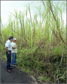 Photo of two men standing in front of large sugar cane plants.