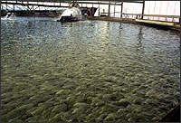 Photo of a fish farm.