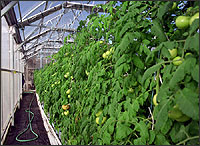 Photo of a greenhouse.