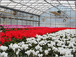 Photo of flowers grown in a geothermally heated greenhouse in Idaho.