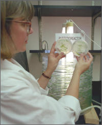 Photo of hydrogen production in photobioreactor