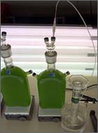 Photo of system for photobiological algal hydrogen production.