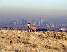Photo of an elk standing in a field, the sky above is grey with pollution.