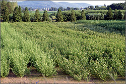 Photo of hybrid willows grown as energy crops.